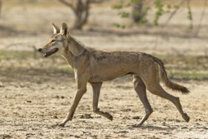 lone wolf, Indian grasslands