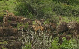 Wolves, India grasslands