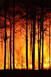 Uttarakhand forest fires van panchayats power to people