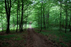 Amazon tropical forests loss climate goals COP26 SDGs