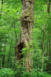 Amazon Congo tropical forest tree cover loss COP26 SDGs 