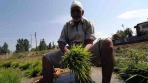 Kashmir, climate change, farming, livelihood