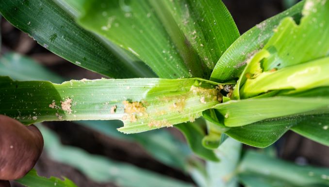 Not Just Humans, Climate Change Has Made Plants Vulnerable as Well ...